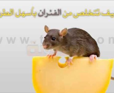 كيف تتخلص من الفئران