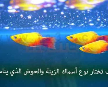 كيف تختار نوع أسماك الزينة حوض الاسماك
