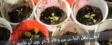 خطوات نقل النبات من وعاء لأخر