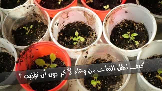 خطوات نقل النبات من وعاء لأخر