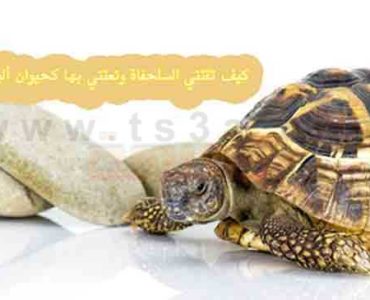 كيف تقتني السلحفاة وتعتني بها كحيوان أليف