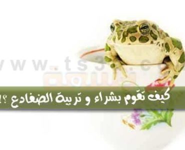 هل تعلم كيف تقوم بشراء و تربية الضفادع