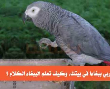 كيف تربي ببغاء كيف تعلم الببغاء الكلام