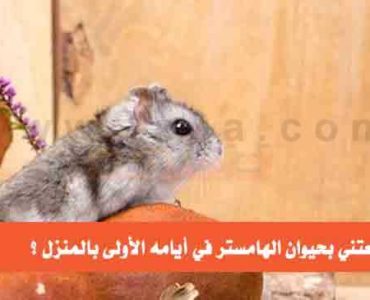 كيف تعتني بحيوان الهامستر