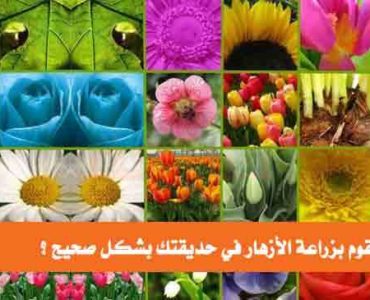 كيف تقوم بزراعة الأزهار في حديقتك