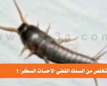 كيف تتخلص من السمك الفضي لاحسات السكر