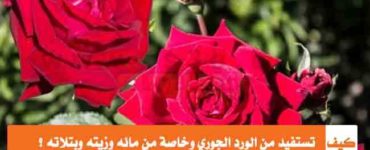 كيف تستفيد من الورد الجوري