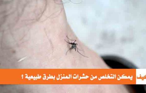 التخلص من حشرات المنزل بطرق طبيعية
