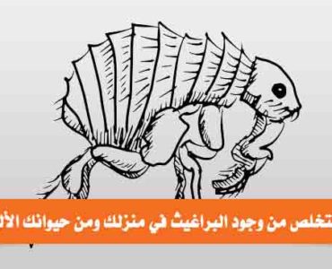 كيف تتخلص من وجود البراغيث في منزلك