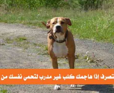 كيف تتصرف إذا هاجمك كلب غير مدرب