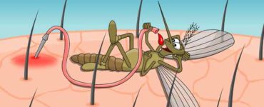 تسع حقائق عن حشرة البعوض