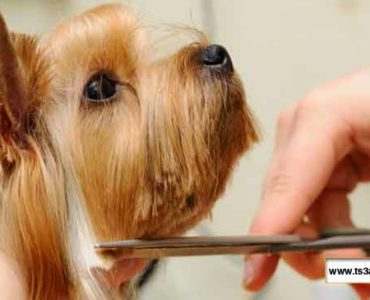 كيف تتخلص من تساقط شعر الحيوان الأليف