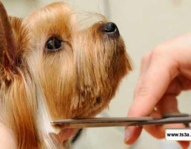 كيف تتخلص من تساقط شعر الحيوان الأليف