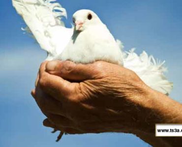 كيف تربي طيور الحمام