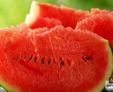 ثمرة بطيخ ناضجة البطيخ الناضج