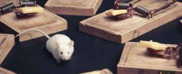 كيف تتخلص من وجود الفئران في المنزل