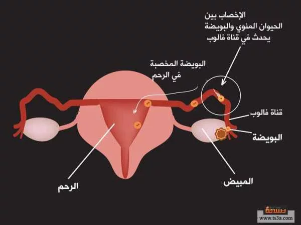 كيف يحدث الإخصاب