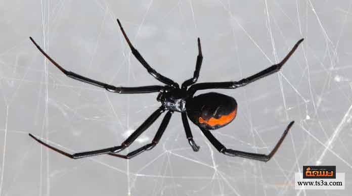 25. أنثى العنكبوت …. حجمًا من الذكر.