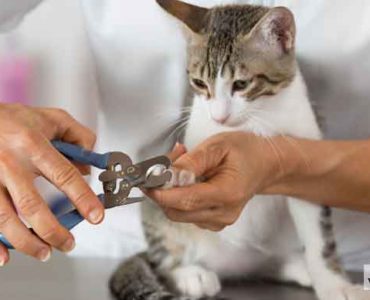 تقليم أظافر القطط