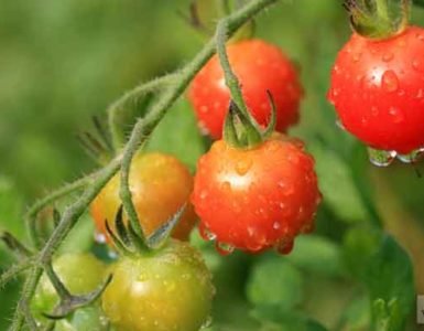كيف تزرع الطماطم عبر الزراعة المائية