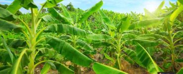 زراعة نبات الموز