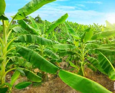 زراعة نبات الموز