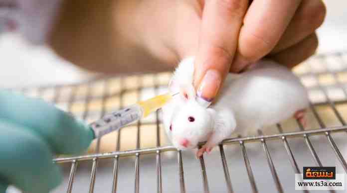 انتقال الأمراض إلى الفئران