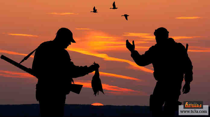 صيد الطيور البرية