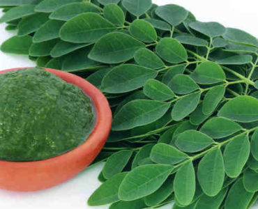 عشبة المورينجا