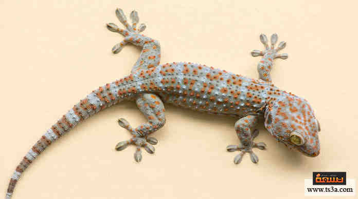 gecko