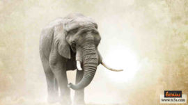 أخلاق الفيلة