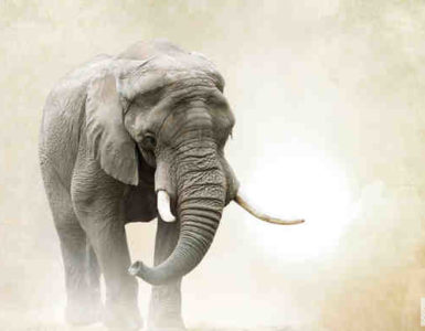 أخلاق الفيلة