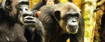 عدوانية الشمبانزي