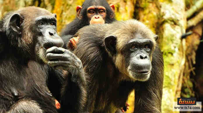 عدوانية الشمبانزي