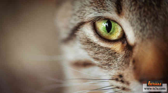 عيون القطط
