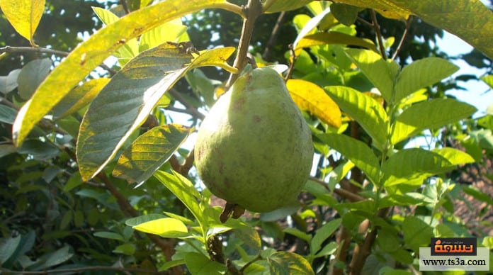 الجوافة فوائد أوراق الجوافة واستخداماتها