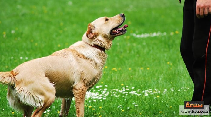 ترويض الكلاب كيف يتم ترويض الكلاب على الطاعة؟