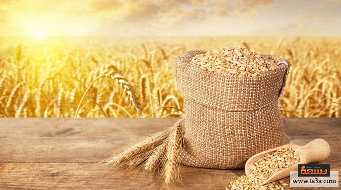 زراعة القمح أنواع القمح