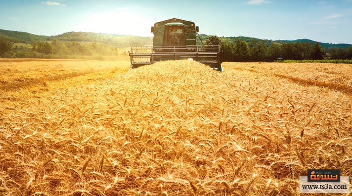 زراعة القمح التربة الصالحة لزراعة القمح