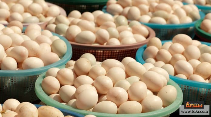 بيض الأومليت فوائد البيض