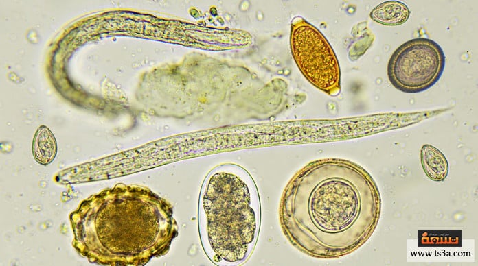 ديدان المعدة ديدان المعدة عند الأطفال