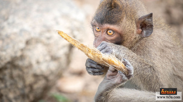 تربية القرود كيف نستفيد من تربية القرود؟