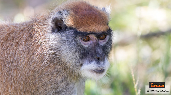 ترويض القرود ما الأنواع التي يمكن ترويض القرود بها؟