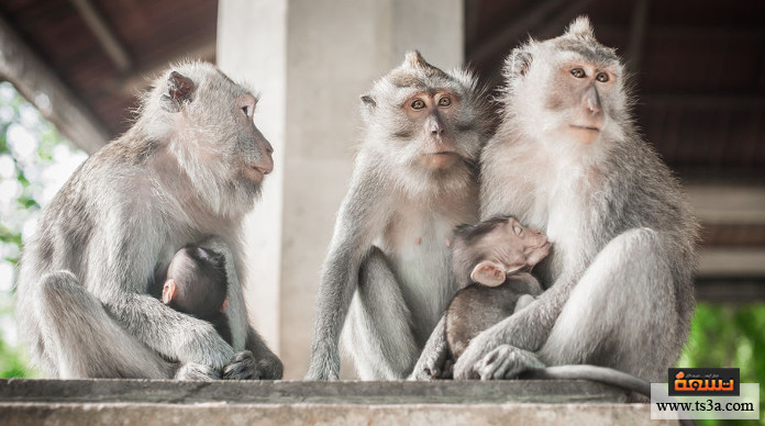 ترويض القرود ما حكم تربية القرود في المنزل؟