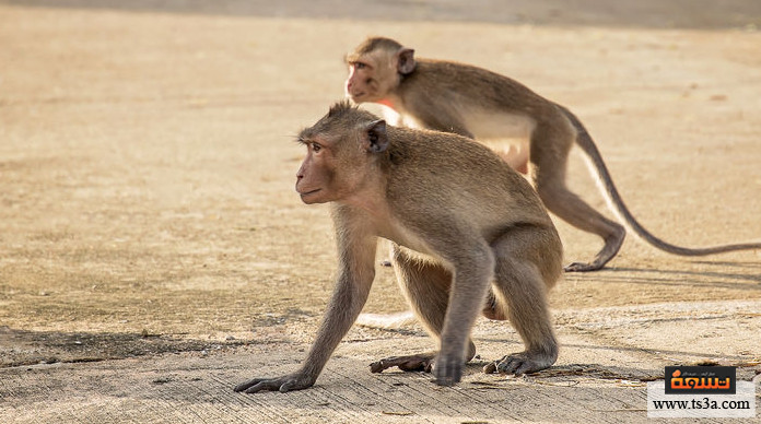 ترويض القرود ما طريقة ترويض القرود وتدريبها؟