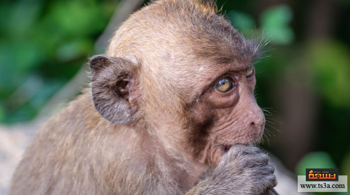 ترويض القرود ما مخاطر تربية القرود؟