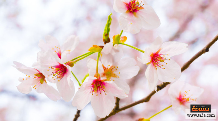 تنسيق الزهور على الطريقة اليابانية كيف نشأ فن تنسيق الزهور على الطريقة اليابانية؟