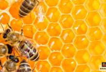 كيف نستفيد من عسل الغابة السوداء للصحة وما هي أنواعه تسعة