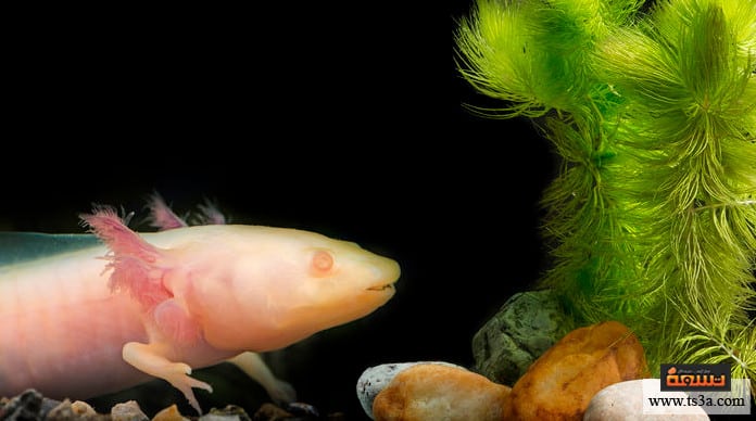 الحيوانات البرمائية دورة حياة البرمائيات