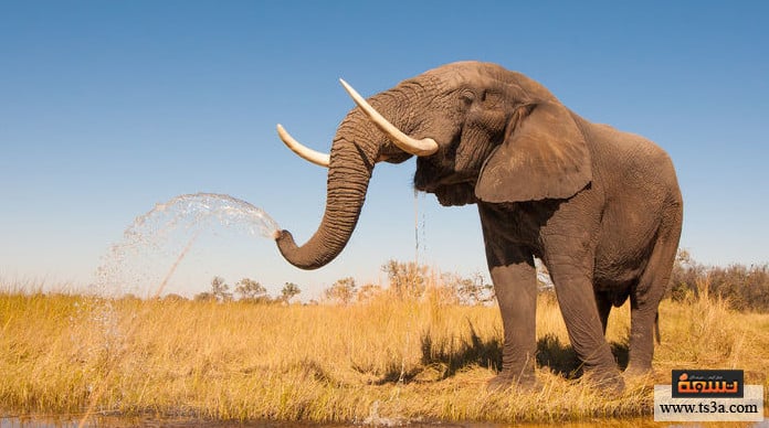 خرطوم الفيل فائدة خرطوم الفيل